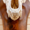 Premier Brown Bear Skull JC6028
