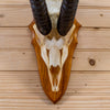 Premier Grant's Gazelle Skull & Horns European Mount on Solid Wood Plaque LB5001