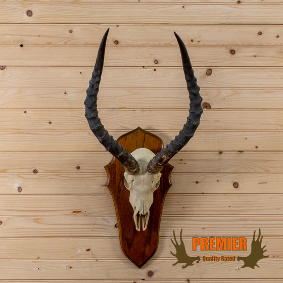 African impala taxidermy skull European mount for sale