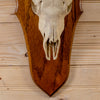 Premier African Impala Taxidermy Skull & Horns European Mount LB5002