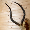 Premier African Impala Taxidermy Skull & Horns European Mount LB5002