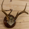 Nice Vintage 6 Point Whitetail Buck Deer Skull & Antlers European Mount LB5006