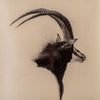 Framed Signed Peter Darro Charcoal Sable Antelope Sketch LB5024