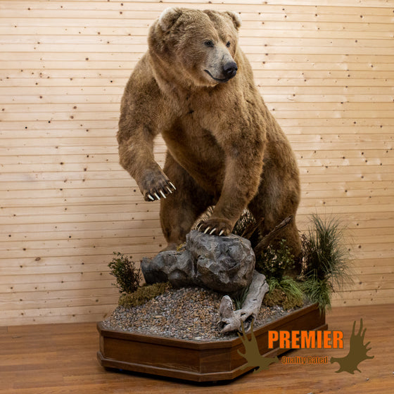 brown bear full body lifesize taxidermy mount for sale