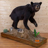 black bear full body lifesize taxidermy mount for sale