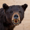 Full Body Lifesize Black Bear Taxidermy Mount NR4003
