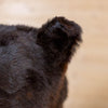 Full Body Lifesize Black Bear Taxidermy Mount NR4003