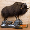 muskox full-body lifesize taxidermy mount for sale