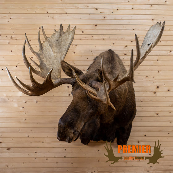yukon moose taxidermy shoulder mount for sale