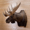 Premier Yukon Moose Taxidermy Shoulder Mount NR4005