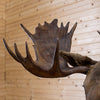 Excellent Alaska Moose Taxidermy Shoulder Mount NR4006