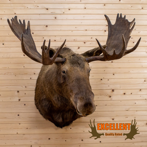 alaska moose taxidermy shoulder mount for sale
