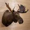 Excellent Alaska Moose Taxidermy Shoulder Mount NR4006