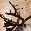 Excellent Mountain Caribou Taxidermy Shoulder Mount NR4008
