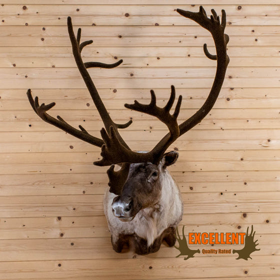 mountain caribou taxidermy shoulder mount for sale