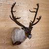 Excellent Mountain Caribou Taxidermy Shoulder Mount NR4008