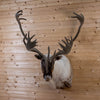 Nice Quebec Labrador Woodland Caribou Taxidermy Shoulder Mount NR4009