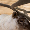Nice Quebec Labrador Woodland Caribou Taxidermy Shoulder Mount NR4009