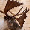 Excellent Woodland Caribou Taxidermy Shoulder Mount NR4010