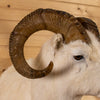 Excellent Alaskan Dall Sheep Taxidermy Mount NR4012