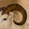 Excellent Alaskan Dall Sheep Taxidermy Mount NR4012