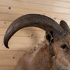 Excellent Aoudad Barbary Sheep Taxidermy Shoulder Mount NR4014