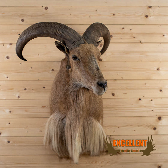 aoudad barbary sheep taxidermy shoulder mount for sale