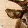Premier 7X6 Rocky Mountain Elk Taxidermy Shoulder Mount NR4015