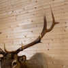 Premier 7X6 Rocky Mountain Elk Taxidermy Shoulder Mount NR4015