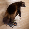 Excellent Wolverine Full Body Taxidermy Mount NR4016
