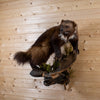 Excellent Wolverine Full Body Taxidermy Mount NR4016
