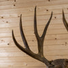 Premier 11 Point Mule Deer Buck Taxidermy Shoulder Mount NR4018