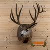 mule deer buck trophy taxidermy mount for sale