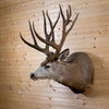 Premier 11 Point Mule Deer Buck Taxidermy Shoulder Mount NR4018