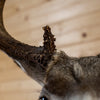 Premier 16 Point Mule Deer Buck Taxidermy Shoulder Mount NR4019