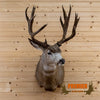 mule deer trophy taxidermy shoulder mount for sale