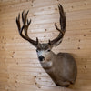 Premier 16 Point Mule Deer Buck Taxidermy Shoulder Mount NR4019