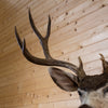 Premier 10 Point Mule Deer Buck Taxidermy Shoulder Mount NR4020