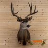 mule deer buck trophy taxidermy shoulder mount for sale