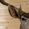 Premier 10 Point Mule Deer Buck Taxidermy Shoulder Mount NR4020