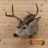 columbian blacktail deer buck taxidermy trophy shoulder mount for sale