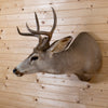 Excellent 6 Point Columbian Blacktail Deer Buck Taxidermy Shoulder Mount NR4021