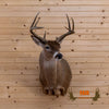 Mexican Texanus whitetail buck taxidermy shoulder mount for sale