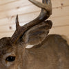 Excellent 8 Point Coues Deer Buck Taxidermy Mount NR4026