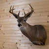 Excellent 8 Point Coues Deer Buck Taxidermy Mount NR4027