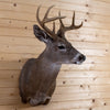 Excellent 8 Point Coues Deer Buck Taxidermy Mount NR4027