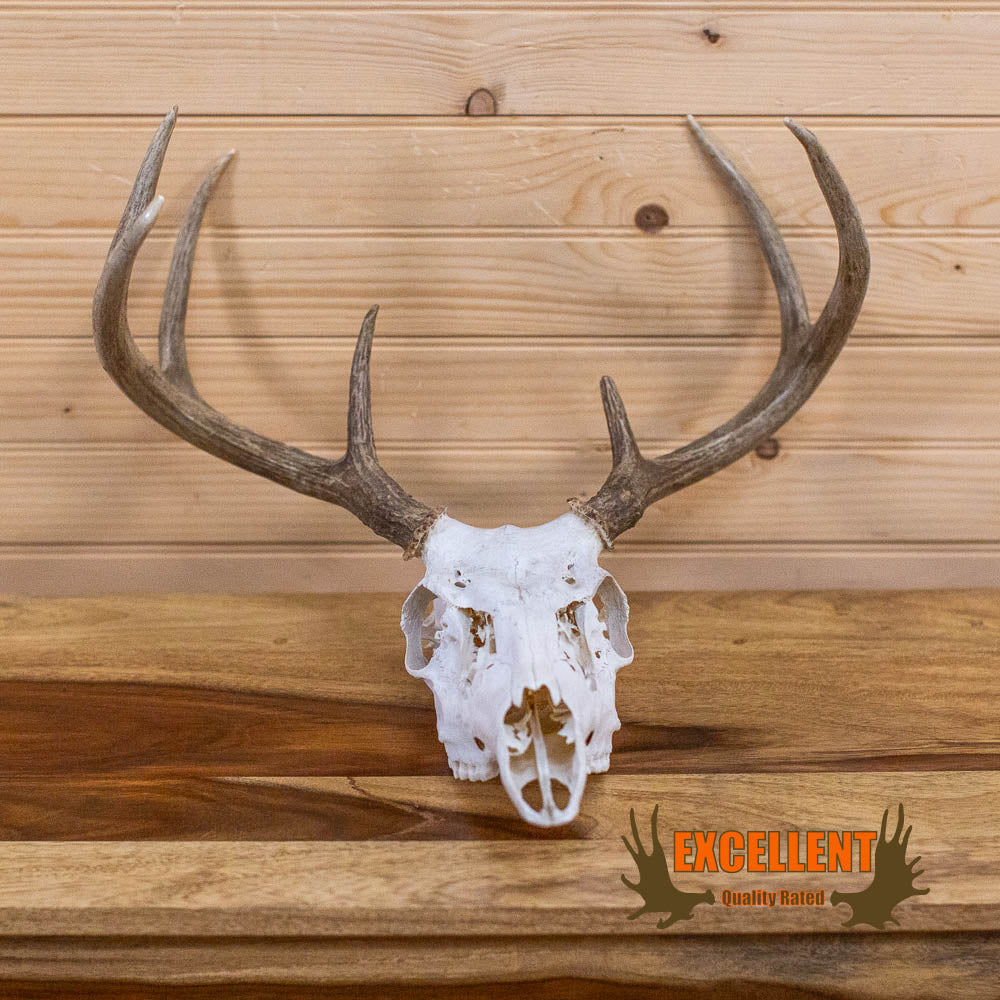 Excellent 7-Point Whitetail Buck Deer Skull & Antlers Taxidermy