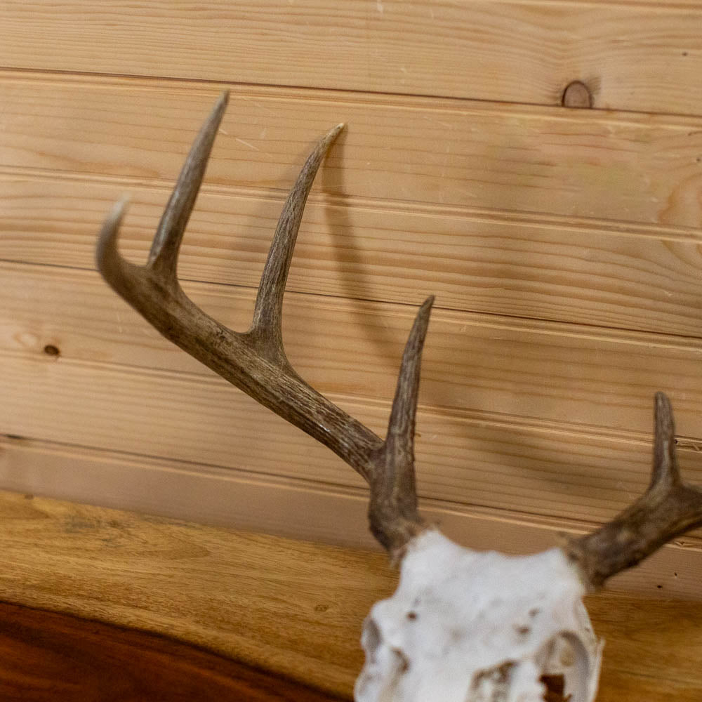 Excellent 7-Point Whitetail Buck Deer Skull & Antlers Taxidermy Mount -  SafariWorks Decor