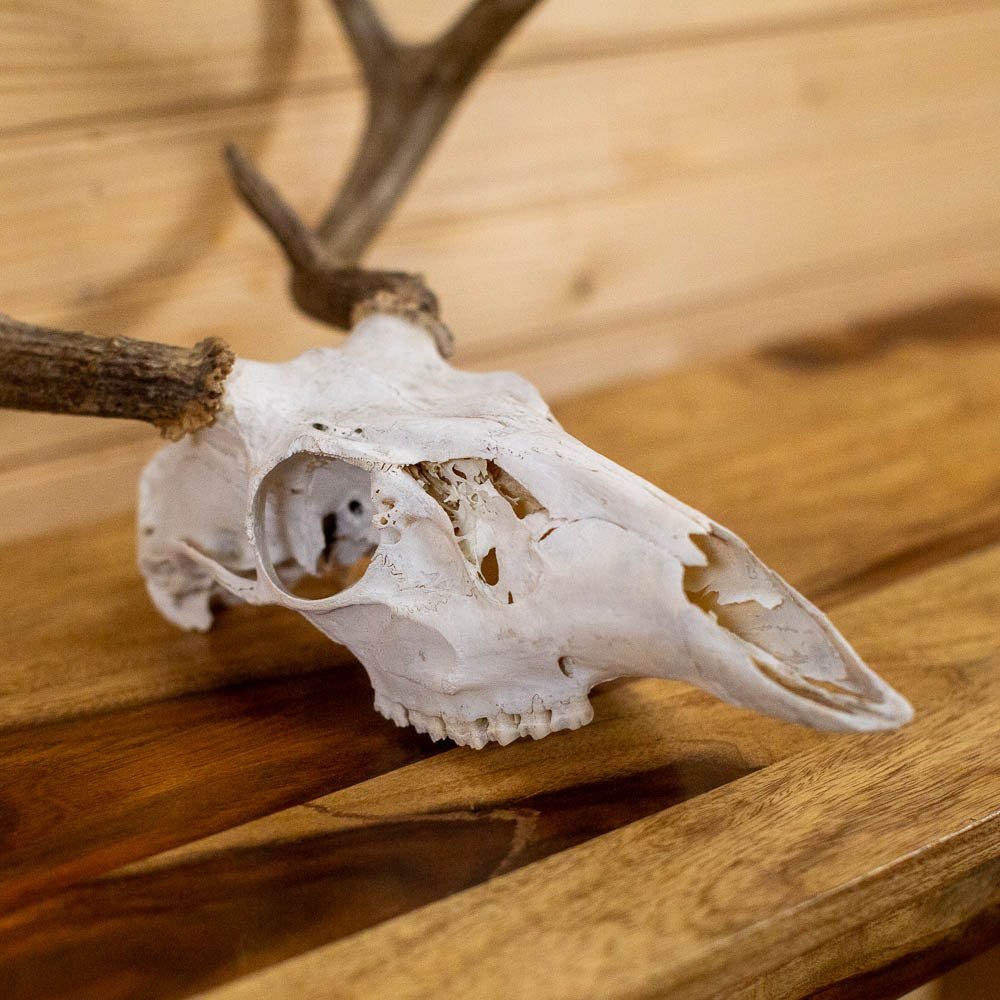 Excellent 7-Point Whitetail Buck Deer Skull & Antlers Taxidermy