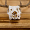 Excellent 7-Point Whitetail Buck Deer Skull & Antlers Taxidermy Mount NR4029